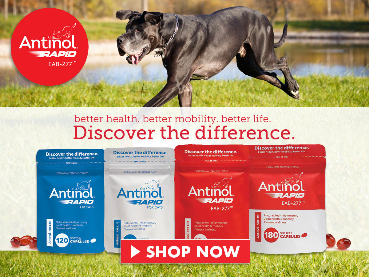 Antinol for dogs sales chewy