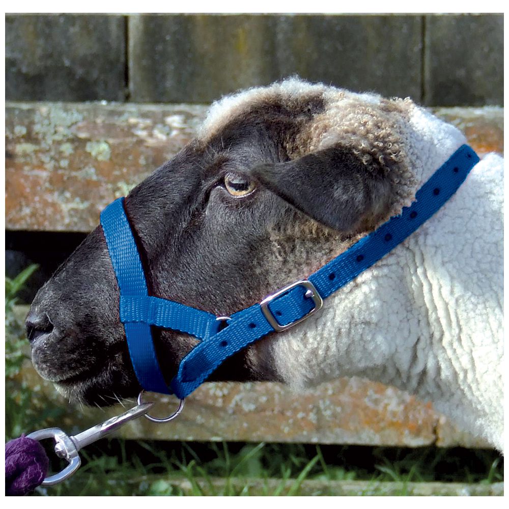 Webbing Sheep Halter