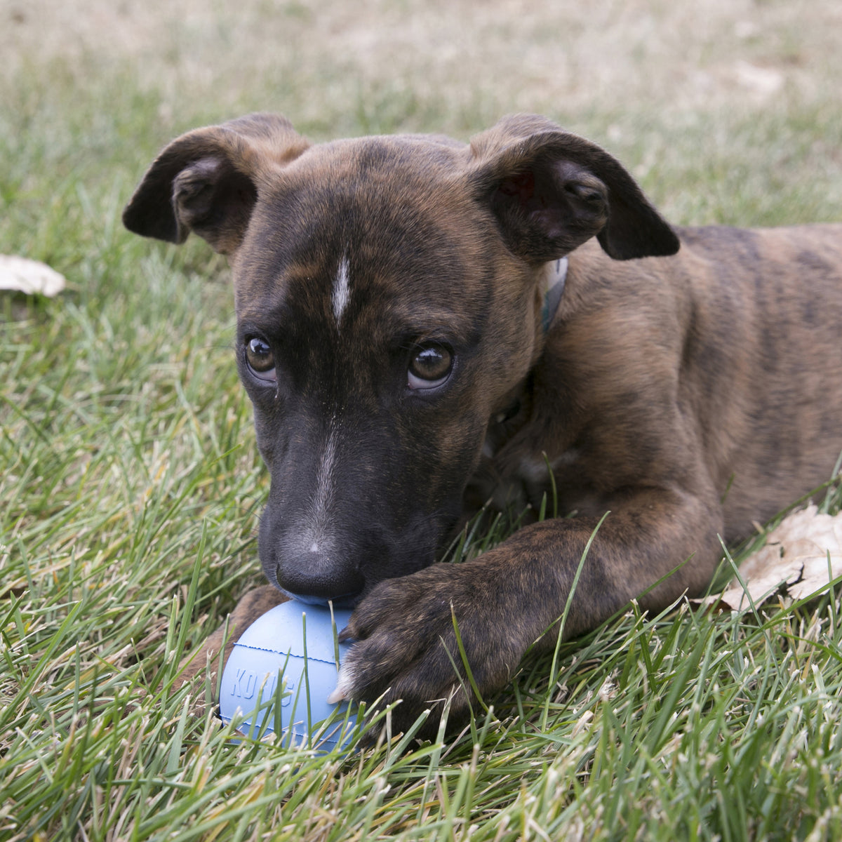 KONG Puppy Ball