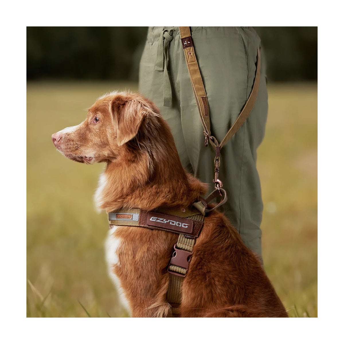 EzyDog Corduroy Vario 4 Multifunction Leash