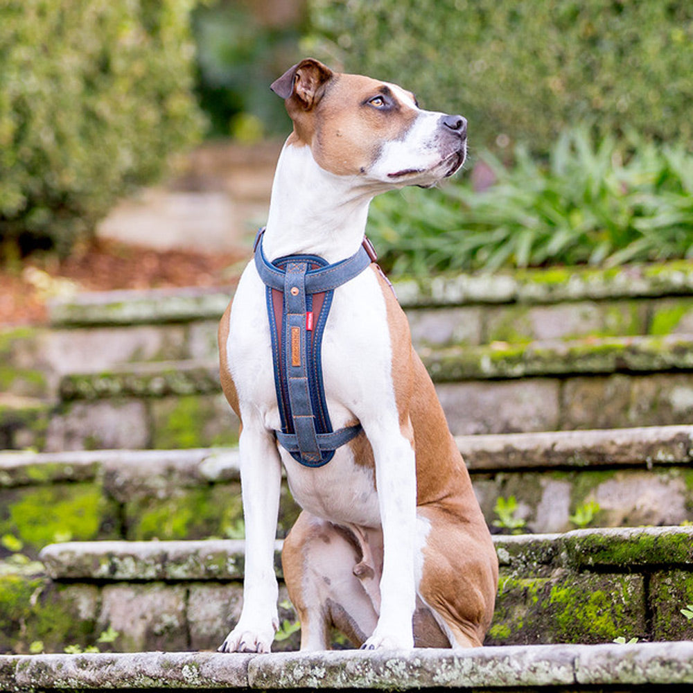 Ezydog denim clearance harness