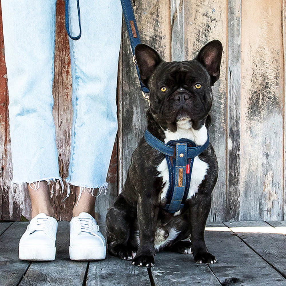 Ezydog on sale denim harness