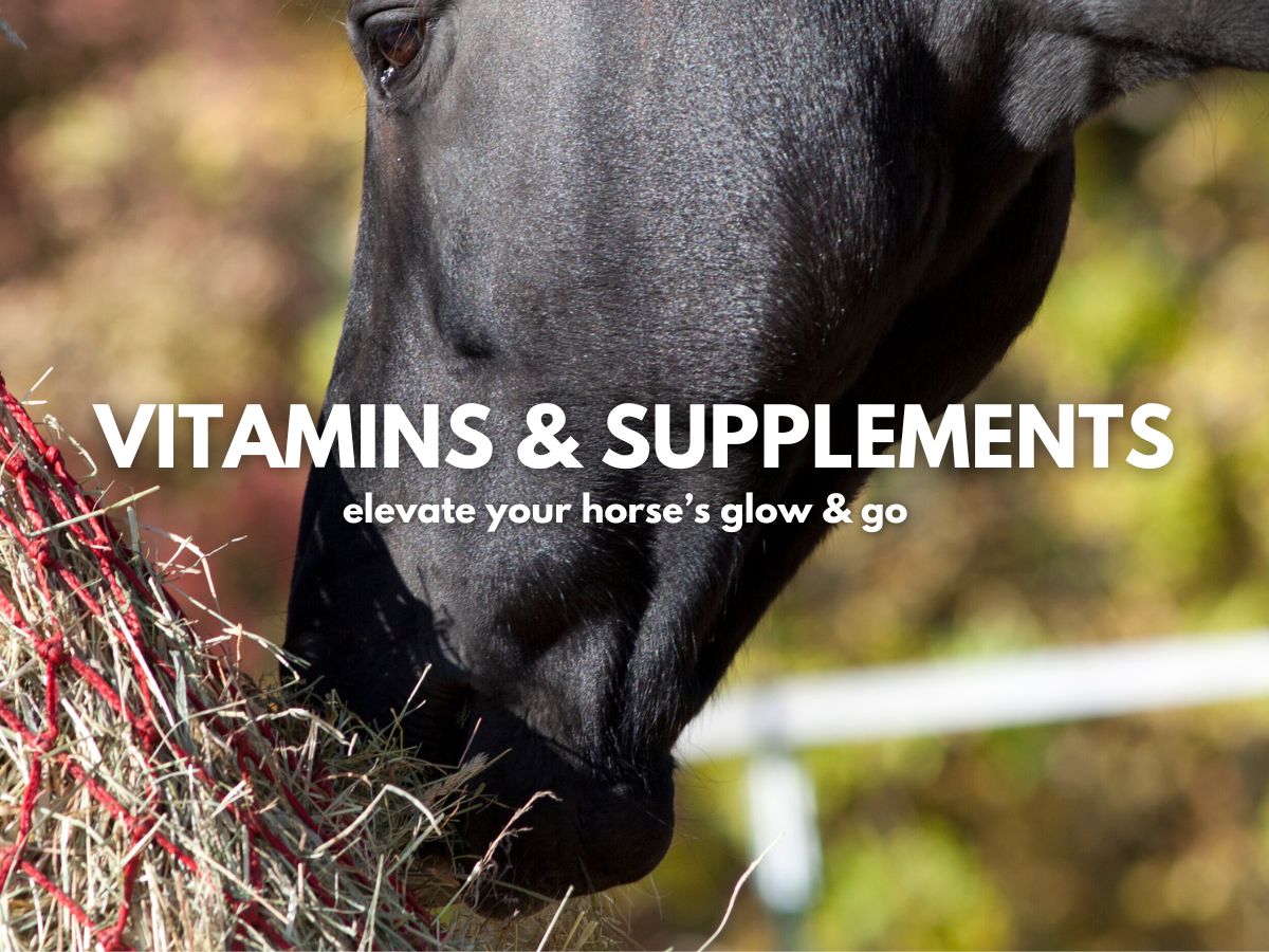  OE NUTRACEUTICALS Revive Oral Horse Suppliement (4 Doses) : Pet  Supplies