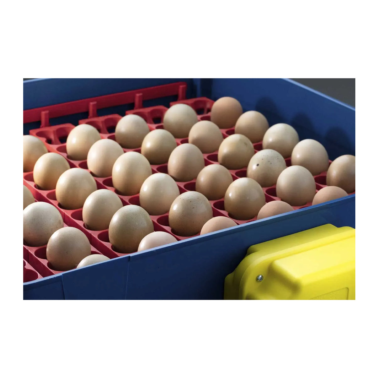 Borotto Real 24 Automatic Egg Incubator