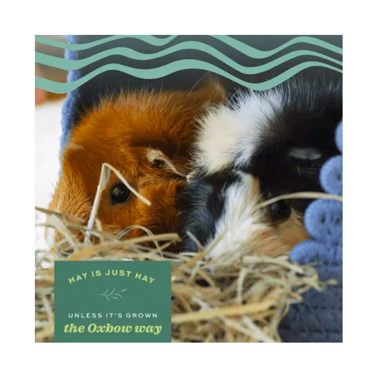 Is oat hay hotsell good for guinea pigs