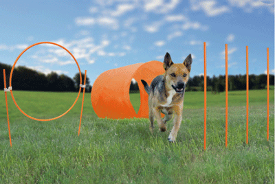 Outward Hound Zip &amp; Zoom Outdoor Agility Kit