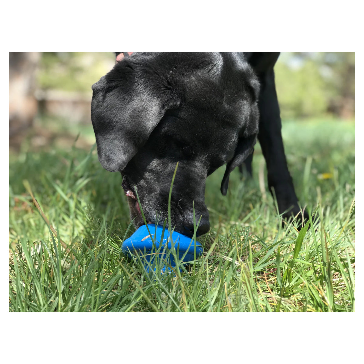 Spotnik Flying Saucer Chew Toy &amp; Treat Dispenser